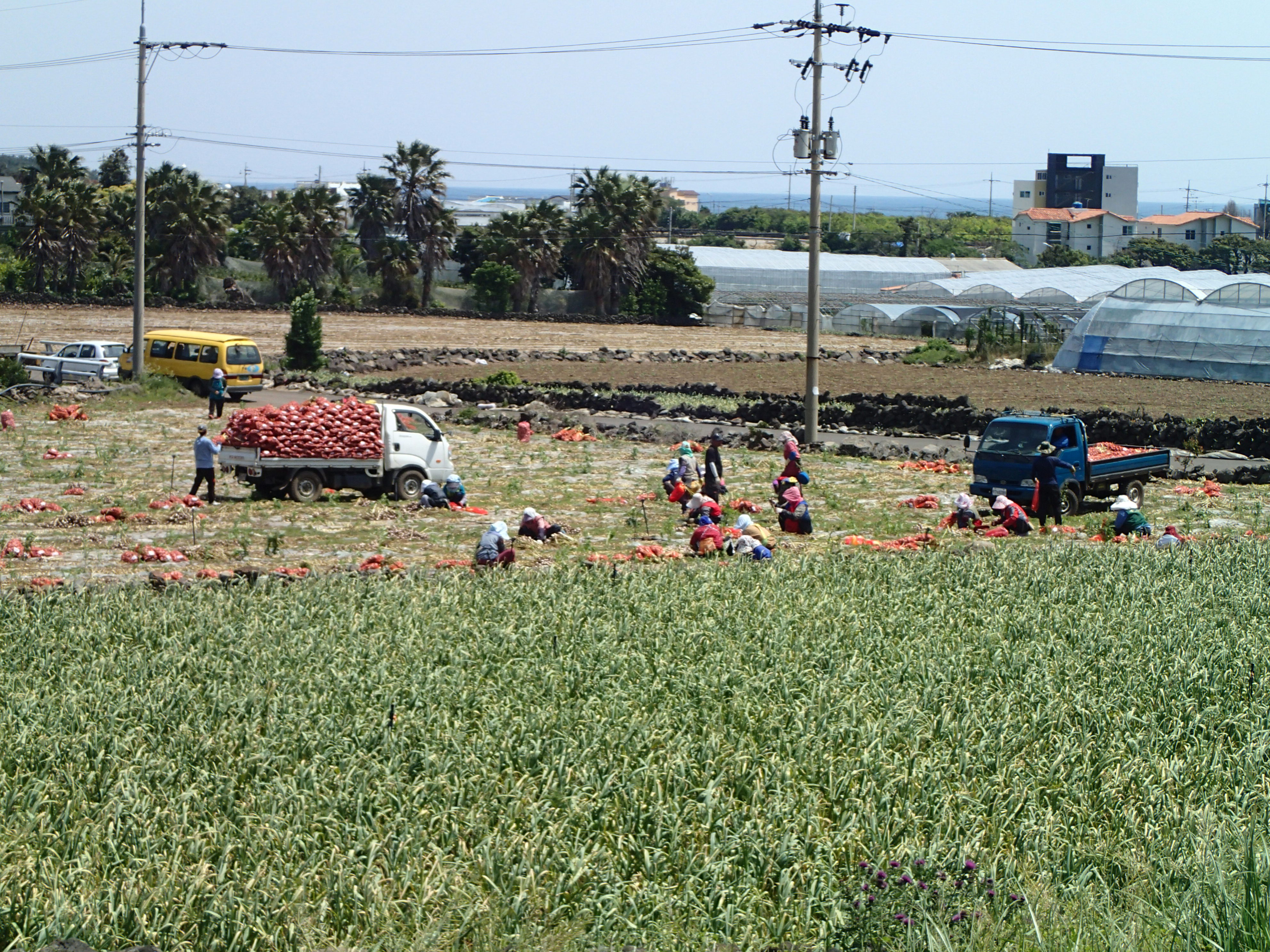 25 Garlic harvest.JPG